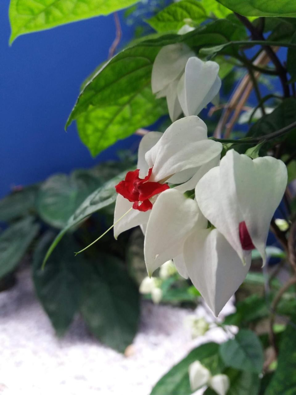 Pousada Canoas 호텔 폰탈 두 파라나 외부 사진